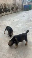 Male Purebred German Shepherd Puppy (0-1 Month) - 1