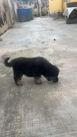 Male Purebred German Shepherd Puppy (0-1 Month)