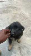 Male Purebred German Shepherd Puppy (0-1 Month) - 3