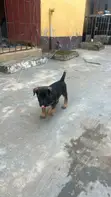 Male Purebred German Shepherd Puppy (0-1 Month) - 4