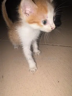 Male American Shorthair Kitten (1-3 Months)