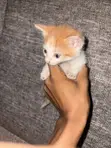 Namijin Kyanwa Mai Wata 1-3 (American Shorthair) - 2