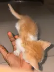 Namijin Kyanwa Mai Wata 1-3 (American Shorthair) - 3
