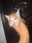 Namijin Kyanwa Mai Wata 1-3 (American Shorthair) - 4