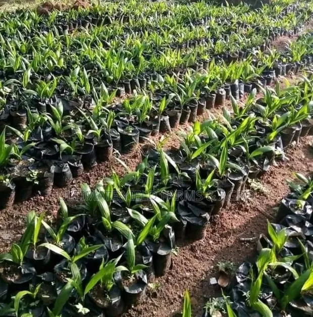 Expert Oil Palm Nursery Setup Services - 1