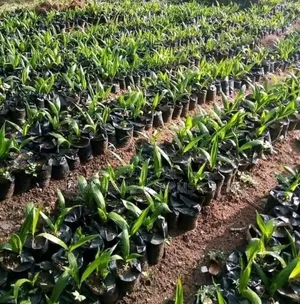 Sabis na Kafa Kayan Itacen Dabino Masu Kwarewa