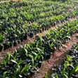 Expert Oil Palm Nursery Setup Services - 1