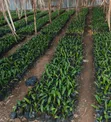 Expert Oil Palm Nursery Setup Services - 2