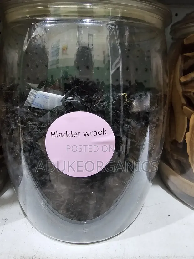 Bladderwrack Seaweed - Thyroid & Metabolism Support - 1