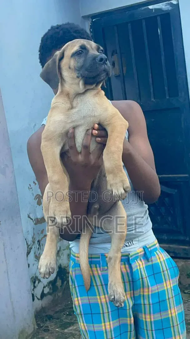 Dan Karamin Boerboel Mai Tsarki, Watan 1-3 - 1
