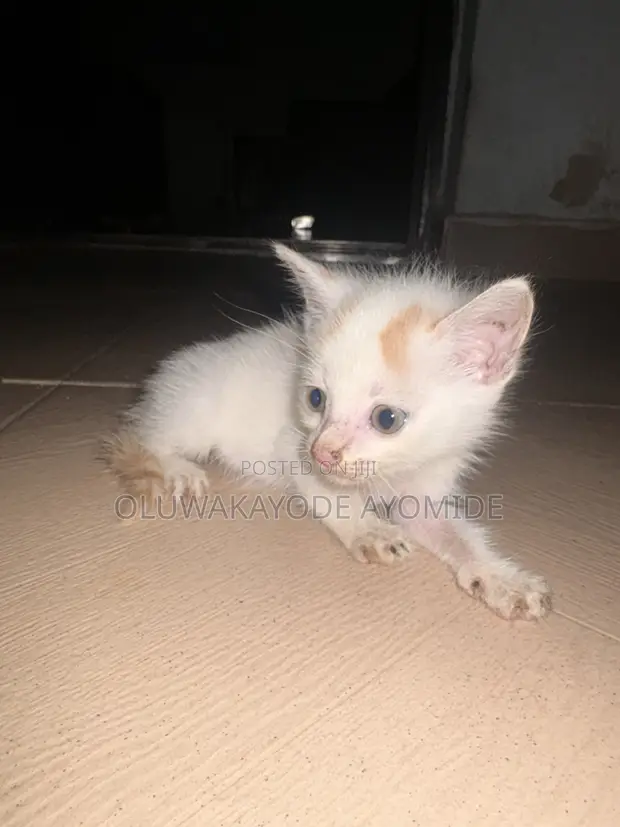Male American Shorthair Kitten (1-3 Months) - 1