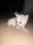 Male American Shorthair Kitten (1-3 Months) - 1
