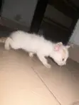Male American Shorthair Kitten (1-3 Months) - 2