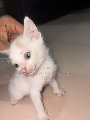 Male American Shorthair Kitten (1-3 Months)