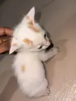 Male American Shorthair Kitten (1-3 Months) - 4