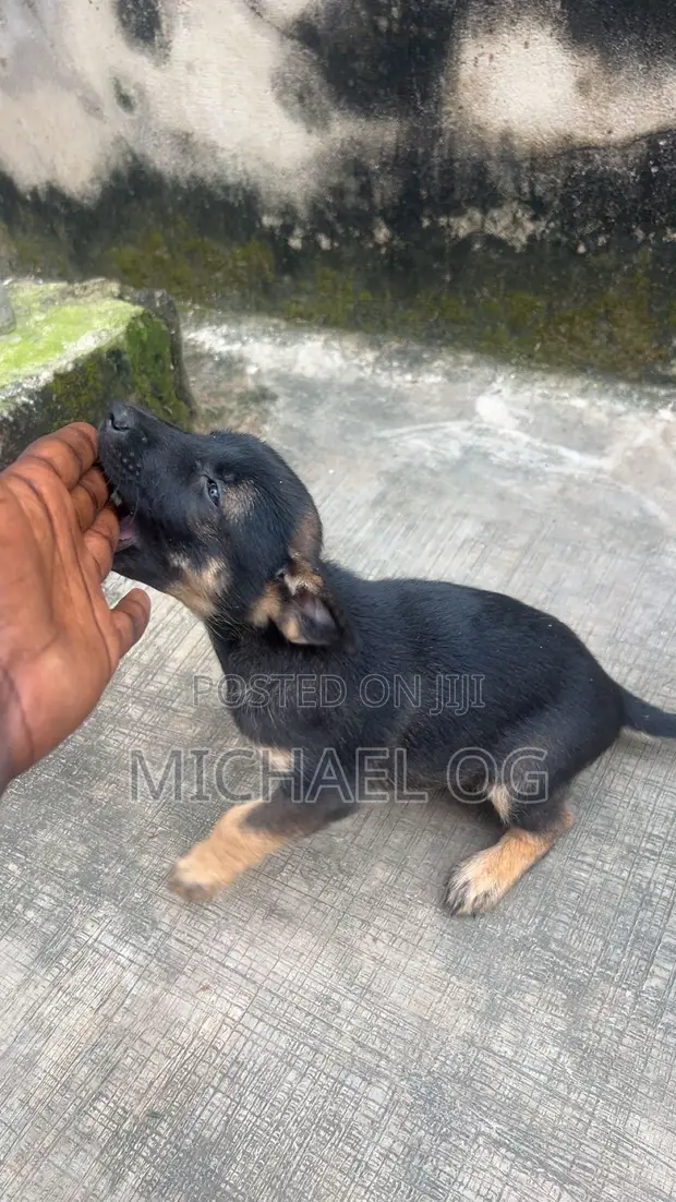 Purebred German Shepherd Puppy (0-1 Month) - 1