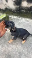 Babban German Shepherd Puppy (Wata 0-1) - 1