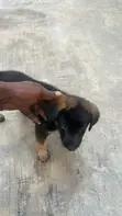 Babban German Shepherd Puppy (Wata 0-1) - 2