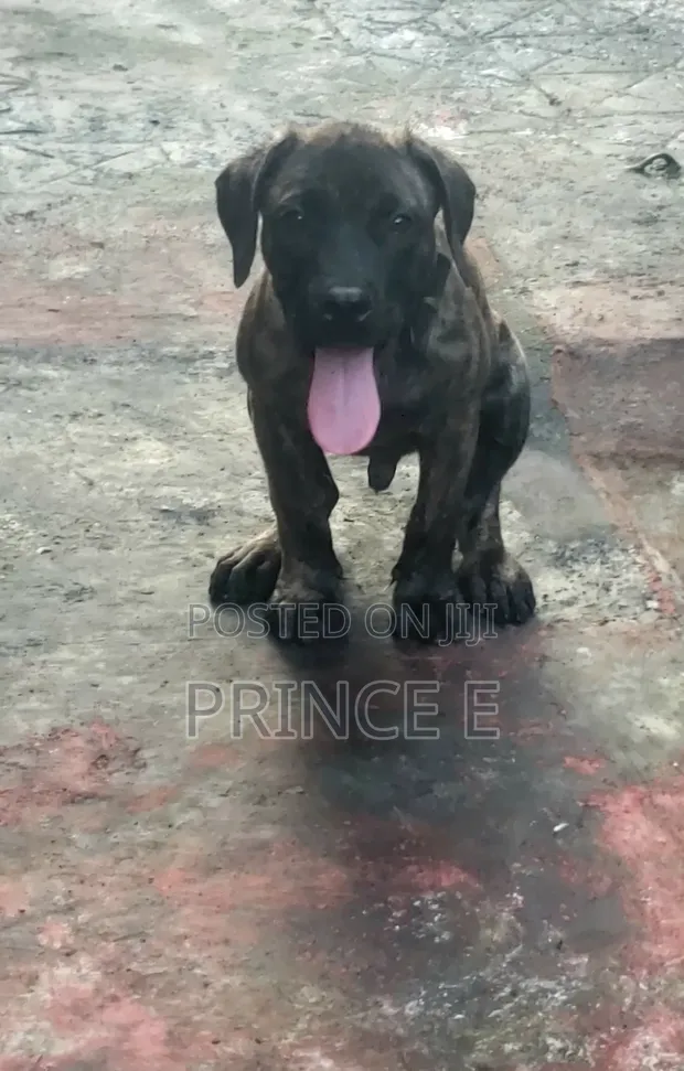 Purebred Boerboel Male Puppy (1-3 Months) - 1
