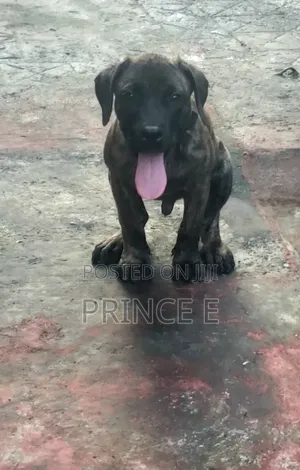 Babban Boerboel Namiji (Wata 1-3)