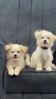 Kare Mai Tsarki na Lhasa Apso Mai Wata 3-6 - 1