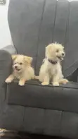 Kare Mai Tsarki na Lhasa Apso Mai Wata 3-6 - 2