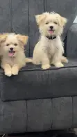 Kare Mai Tsarki na Lhasa Apso Mai Wata 3-6 - 3