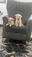 Kare Mai Tsarki na Lhasa Apso Mai Wata 3-6 - 4