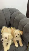 Kare Mai Tsarki na Lhasa Apso Mai Wata 3-6 - 5