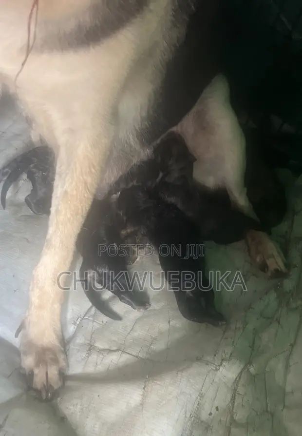 Male German Shepherd Puppy (0-1 Month) - 1