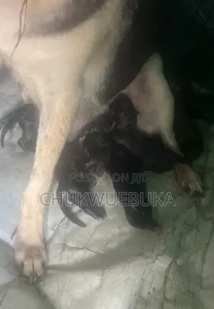 Male German Shepherd Puppy (0-1 Month)