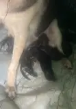 Male German Shepherd Puppy (0-1 Month) - 1