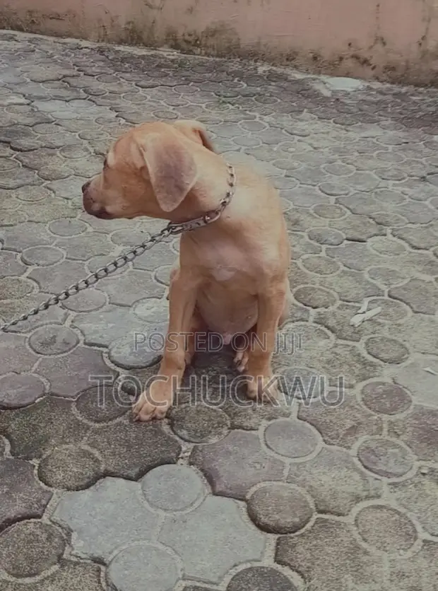 3-6 Month Male Purebred Boerboel Puppy - 1