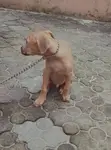 3-6 Month Male Purebred Boerboel Puppy - 1