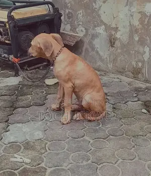 3-6 Month Male Purebred Boerboel Puppy