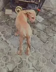 3-6 Month Male Purebred Boerboel Puppy - 3
