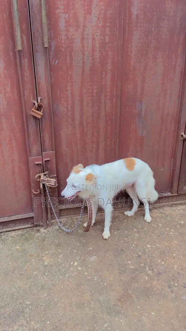 Female Mixed Breed American Eskimo, 1+ Year Old - 1
