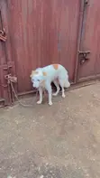 Female Mixed Breed American Eskimo, 1+ Year Old - 3