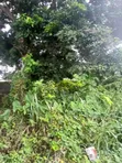 Filin 800sqm Mai Shinge da C of O a Ajah - 2