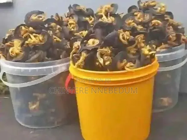 Premium Fresh Snails - 1
