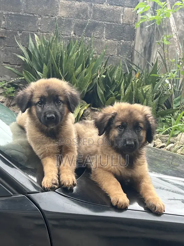 Purebred German Shepherd Puppy (1-3 Months) - 1