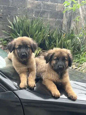 Purebred German Shepherd Puppy (1-3 Months)