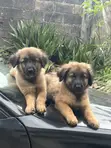 Purebred German Shepherd Puppy (1-3 Months) - 1