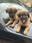 Purebred German Shepherd Puppy (1-3 Months) - 2