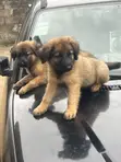 Purebred German Shepherd Puppy (1-3 Months) - 3