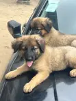Purebred German Shepherd Puppy (1-3 Months) - 4