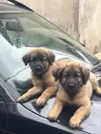 Purebred German Shepherd Puppy (1-3 Months) - 5