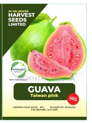 Taiwan Pink Guava Seeds - High Yield