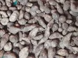 New Yam & Potatoes - 2