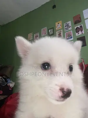 3-6 Month Female Purebred American Eskimo Puppy